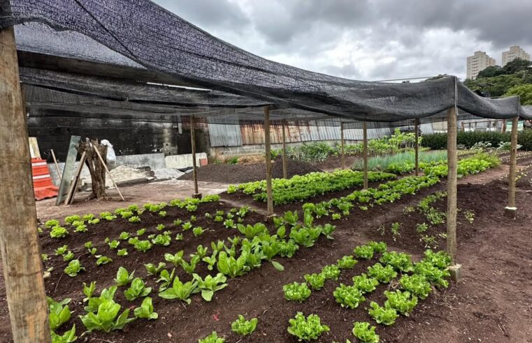 HORTA ORGÂNICA COMUNITÁRIA DA VILA SÃO JOSÉ, EM SÃO BERNARDO, SURPREENDE PELO CUIDADO E VARIEDADE