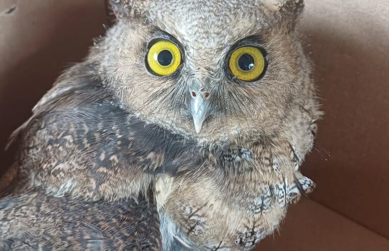 CORUJA É RESGATADA POR AGENTES DO PARQUE ESTADUAL SERRA DO MAR NA ANCHIETA