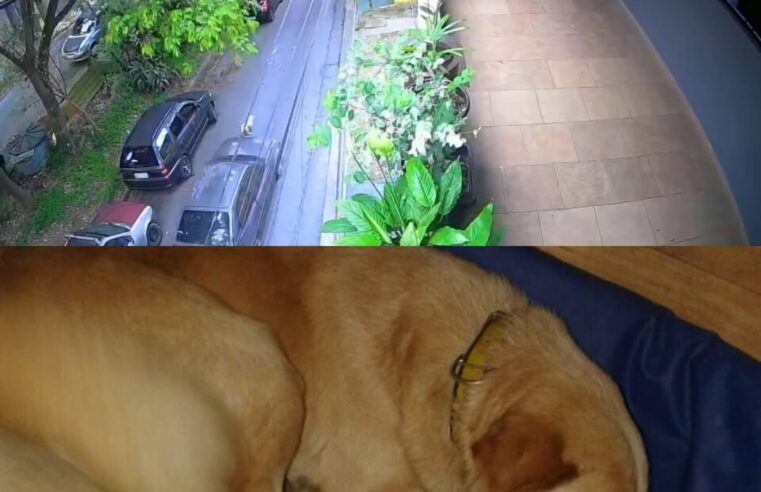 JOVEM QUE ATROPELOU E MATOU CÃO EM SBC É LIBERADO APÓS PRESTAR DEPOIMENTO; TUTOR DO ANIMAL EXPRESSA PROFUNDA INDIGNAÇÃO