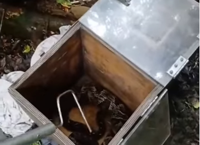 VÍDEO: JARARACA É RESGATADA PELA GCM AMBIENTAL NA ESTRADA GALVÃO BUENO, NO BATISTINI
