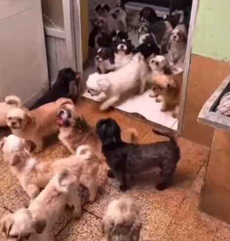 POLÍCIA RESGATA 59 CÃES EM SITUAÇÃO DE MAUS-TRATOS EM SANTO ANDRÉ