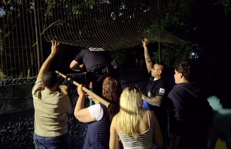 GCM RESGATA FILHOTE ABANDONADO EM TERRENO BALDIO NO ASSUNÇÃO