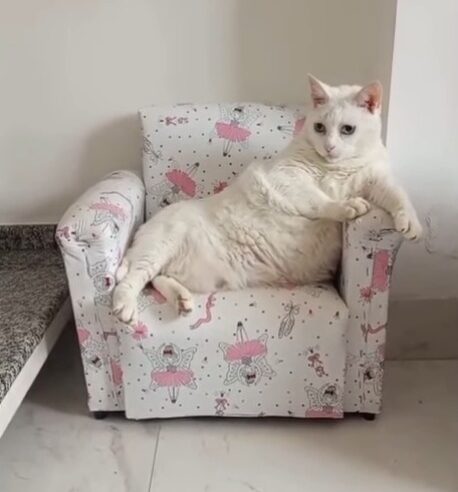 GATA DE SÃO BERNARDO QUE VIRALIZOU COM VÍDEO NA INTERNET FALECE AOS OITO ANOS