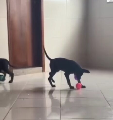 SOBREVIVENTES E BAGUNCEIROS: VÍDEO MOSTRA FILHOTES RESGATADOS DE POÇO DESTRUINDO TAPETES EM NOVO LAR