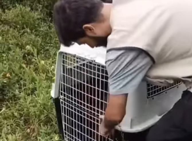 GCM AMBIENTAL RESGATA CAPIVARA EM EMPRESA NO BATISTINI