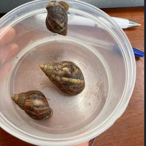 UVZ DE DIADEMA ORIENTA SOBRE CUIDADOS COM CARAMUJOS AFRICANOS