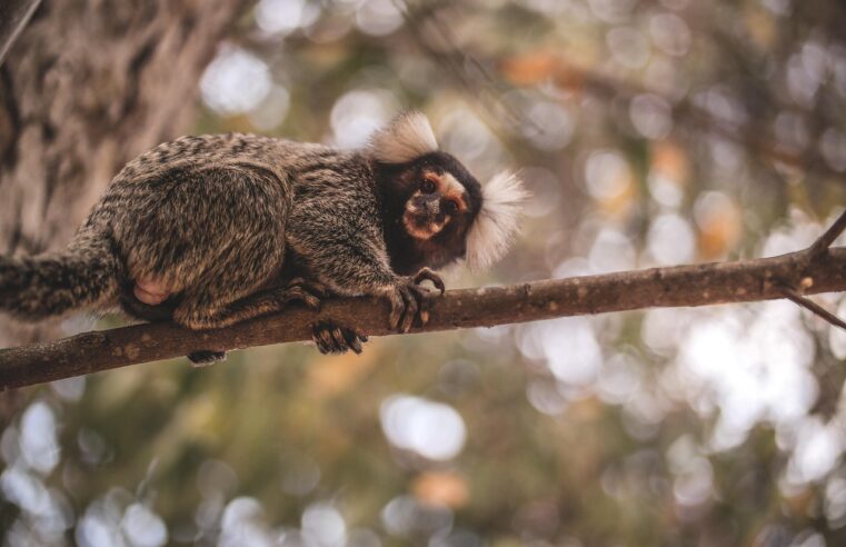 SAÚDE DE DIADEMA ALERTA SOBRE FEBRE AMARELA E REFORÇA PROTEÇÃO AOS MACACOS