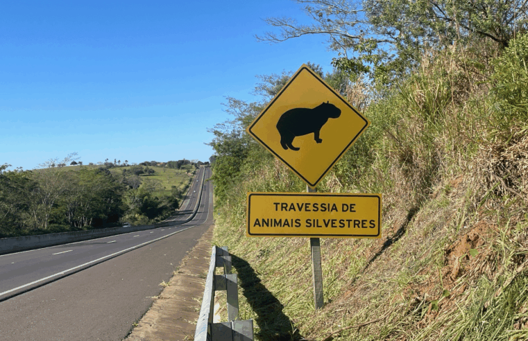 DER-SP ALERTA PARA RISCO DE ANIMAIS NA PISTA E REFORÇA ORIENTAÇÕES PARA UMA VIAGEM SEGURA