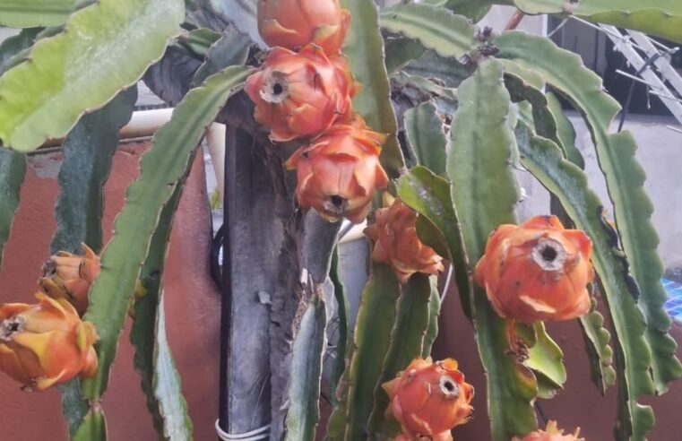 COM CRIATIVIDADE, MORADOR TRANSFORMA LAJE EM ESPAÇO DE CULTIVO COM PITAYA, LICHIA, AMORA E GRAVIOLA NO PARQUE SÃO BERNARDO