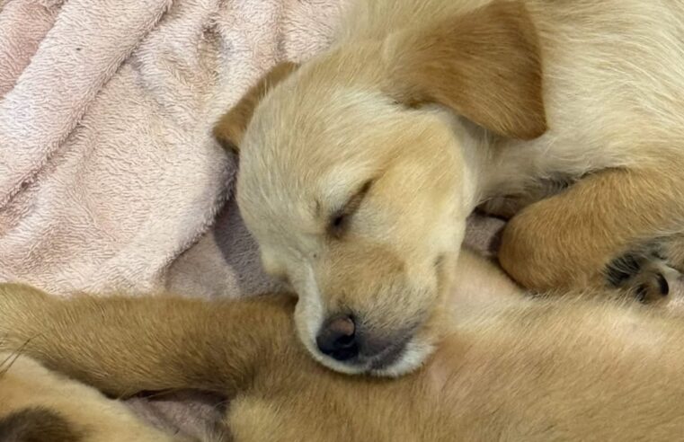 FEIRA DE ADOÇÃO PET ACONTECE NESTE DOMINGO NO SÃO BERNARDO PLAZA SHOPPING