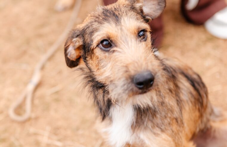 SÃO BERNARDO PROMOVE MUTIRÃO DE CASTRAÇÃO PARA 800 CÃES E GATOS