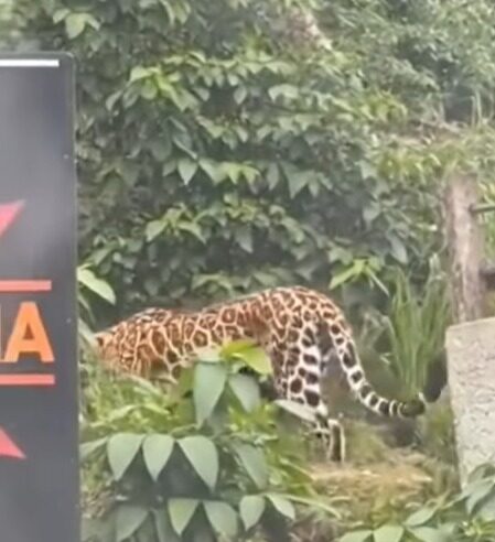 VÍDEO VIRALIZADO DE SUPOSTA ONÇA NO JARDIM TUPÃ É FALSO