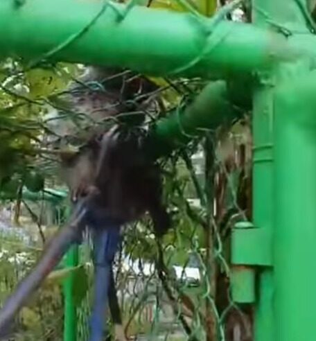 GCM AMBIENTAL RESGATA SARUÊ PRESO EM ALAMBRADO DE ESCOLA