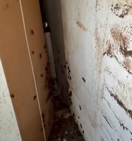 MUDANÇA DE VIDA: VEJA COMO FICOU O APARTAMENTO DE MORADORA DO JARDIM SILVINA APÓS AÇÃO DO INFLUENCIADOR GUI