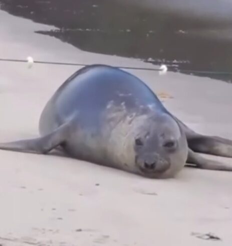 SÃO SEBASTIÃO: LEÃO-MARINHO É AVISTADO NA PRAIA BARRA DO SAHY