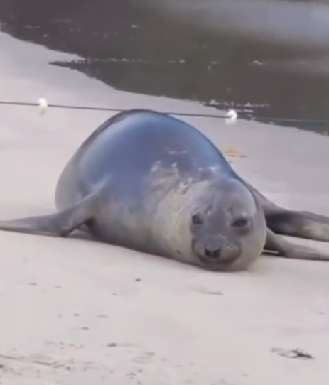 SÃO SEBASTIÃO: LEÃO-MARINHO É AVISTADO NA PRAIA BARRA DO SAHY
