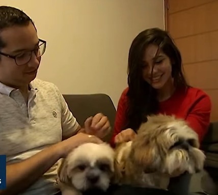 SENADO APROVA GUARDA COMPARTILHADA DE PETS EM CASOS DE SEPARAÇÃO DE CASAIS