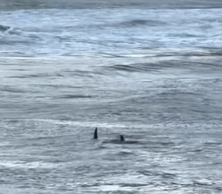 TUBARÃO-MARTELO É VISTO NA PRAIA DAS ASTÚRIAS, NO GUARUJÁ
