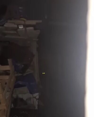 DENÚNCIA DE MAUS-TRATOS A CACHORRO NO RIACHO GRANDE