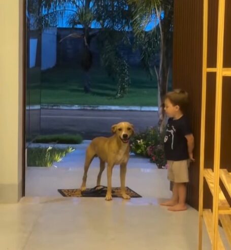 CRIANÇA CONVIDA “DOGUINHO” CARAMELO PARA ENTRAR EM CASA E ENCANTA A WEB