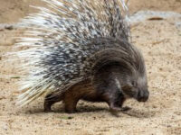 ZOO DE SÃO PAULO RECEBE PORCO-ESPINHO AFRICANO INÉDITO NO BRASIL