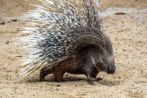 ZOO DE SÃO PAULO RECEBE PORCO-ESPINHO AFRICANO INÉDITO NO BRASIL