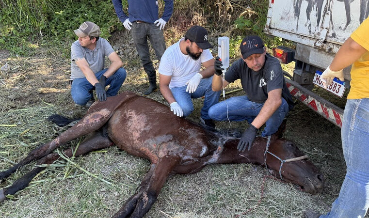 INSTITUTO CARAMELO RESGATA CAVALO VÍTIMA DE MAUS-TRATOS EM AÇÃO COM A POLÍCIA CIVIL DE SÃO PAULO