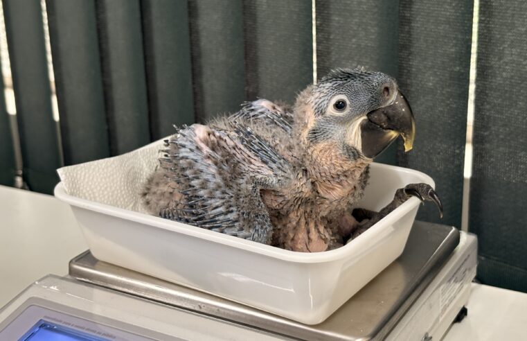 ZOOLÓGICO DE SÃO PAULO REGISTRA NASCIMENTO DE DUAS ARARAS-AZUIS-DE-LEAR