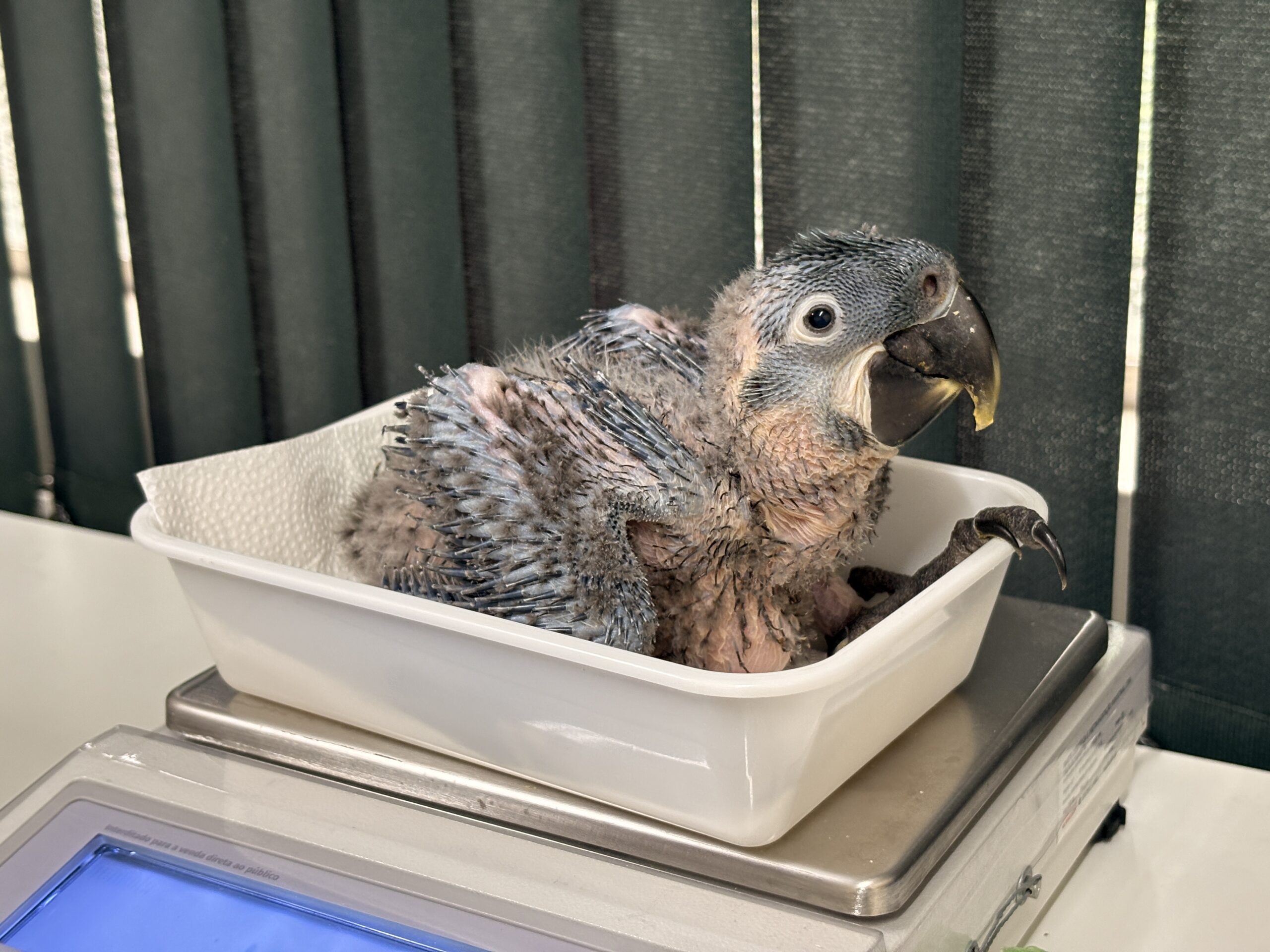 ZOOLÓGICO DE SÃO PAULO REGISTRA NASCIMENTO DE DUAS ARARAS-AZUIS-DE-LEAR