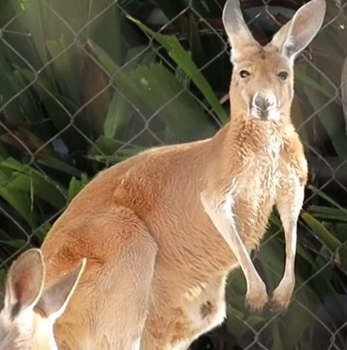 BEBÊ CANGURU DÁ PRIMEIRA “ESPIADA” PARA FORA DA BOLSA NO ZOO DE SP