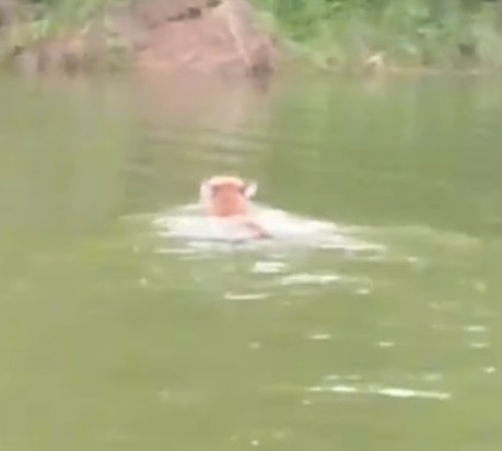 ONÇA-PARDA É FILMADA NA REPRESA BILLINGS, NO RIACHO GRANDE, EM SÃO BERNARDO