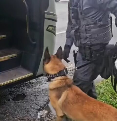 CÃES DO BAEP REFORÇAM COMBATE AO TRÁFICO DE DROGAS NO SISTEMA ANCHIETA-IMIGRANTES