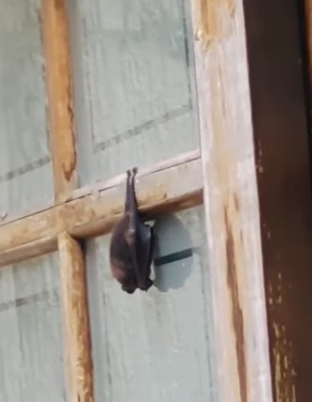 MORCEGO É REGISTRADO NA RUA HELENA APARECIDA SECOL, NO JARDIM PALERMO