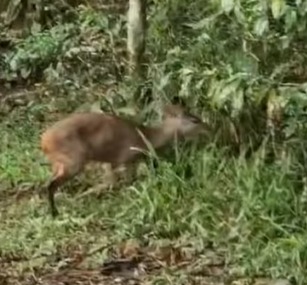 VEADOS-CATINGUEIROS RESGATADOS VOLTAM À NATUREZA APÓS TRATAMENTO NO ZOO DE SÃO BERNARDO