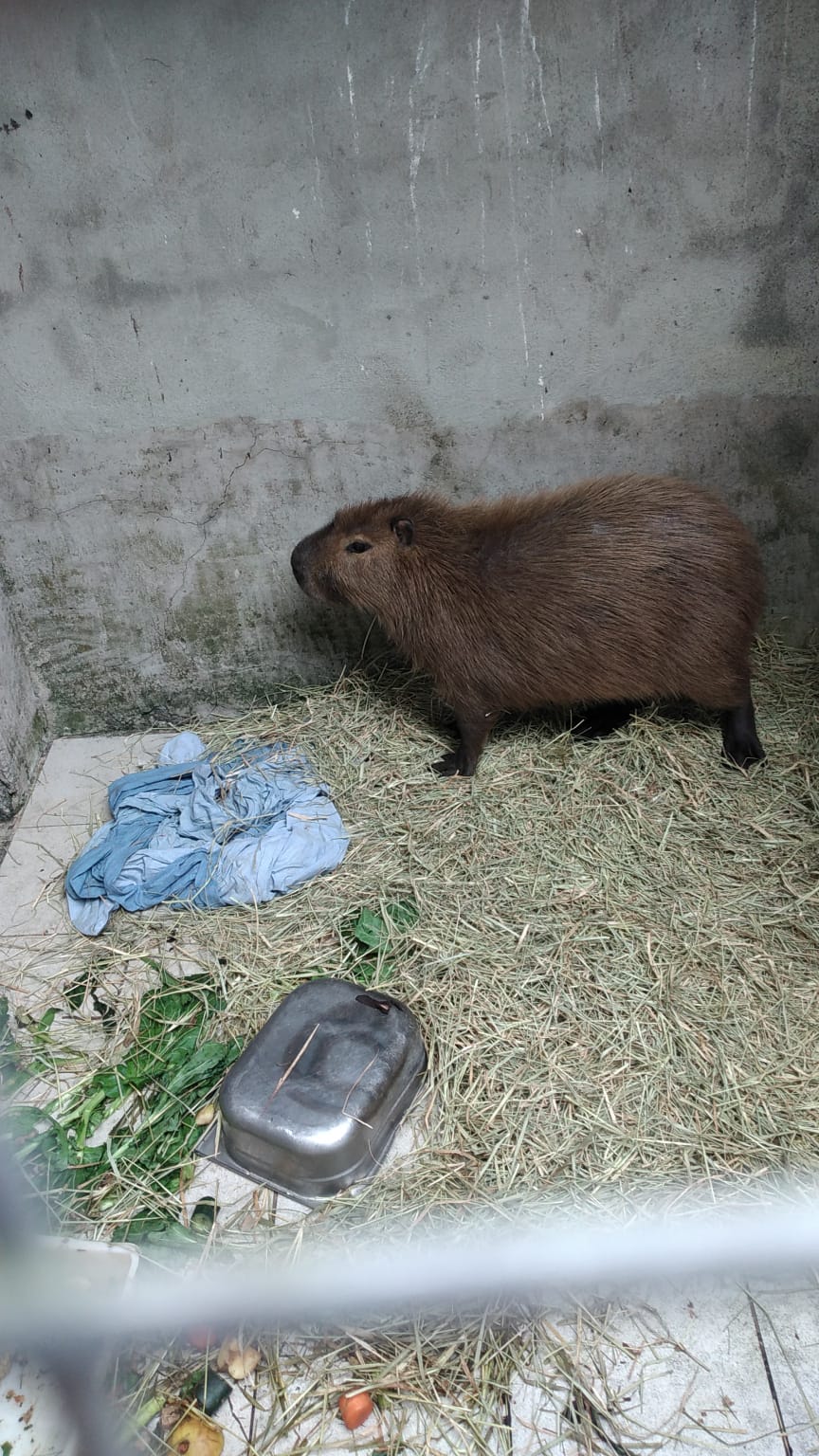 GCM AMBIENTAL DE SÃO BERNARDO RESGATA CAPIVARA NA REGIÃO DO RUDGE RAMOS