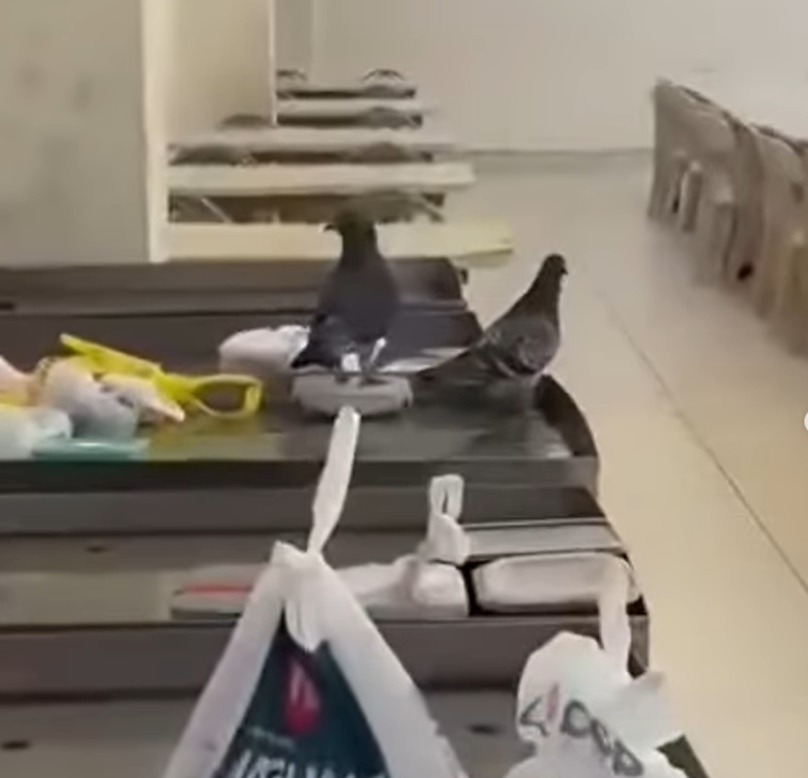 VÍDEO MOSTRA POMBOS PRÓXIMOS ÀS MARMITAS NO REFEITÓRIO DA ETEC LAURO GOMES
