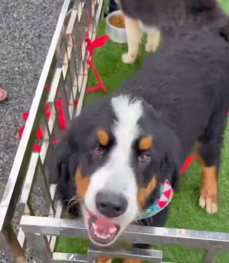 FINAL FELIZ: CACHORRO DE ESTIMAÇÃO DOS DONOS DO CIRCO MAXIMUS É ENCONTRADO EM SÃO BERNARDO