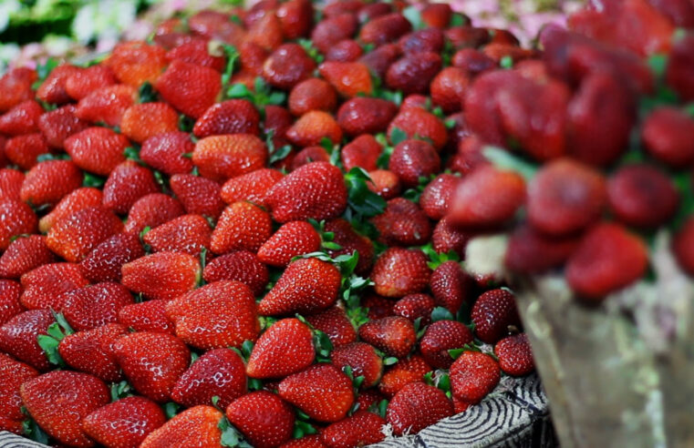 VAI COMEÇAR A FESTA DO MORANGO: TRADIÇÃO, GASTRONOMIA E CULTURA ESPERAM 120 MIL VISITANTES