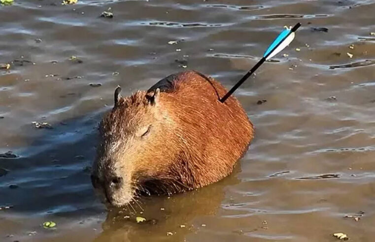CAPIVARA RESGATADA COM FLECHA NA GUARAPIRANGA MORRE; GCM SUSPEITA DE CAÇA ILEGAL