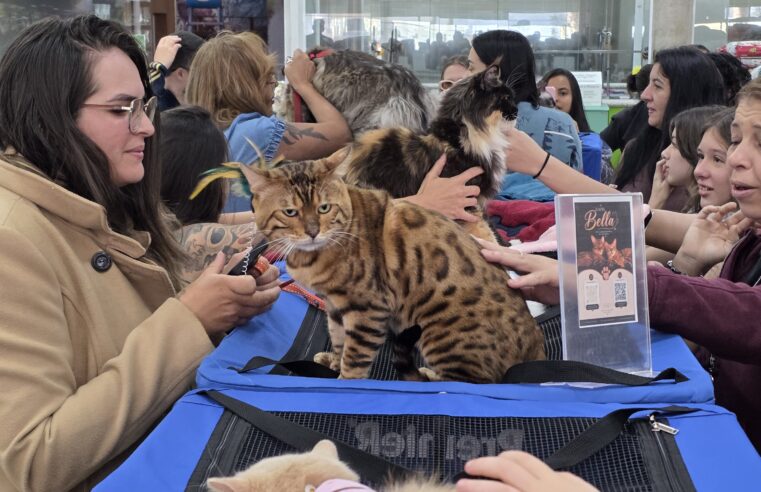 PAIXÃO POR GATOS REÚNE FAMÍLIAS EM NOVA EDIÇÃO DA MOSTRA DO DR. HATO