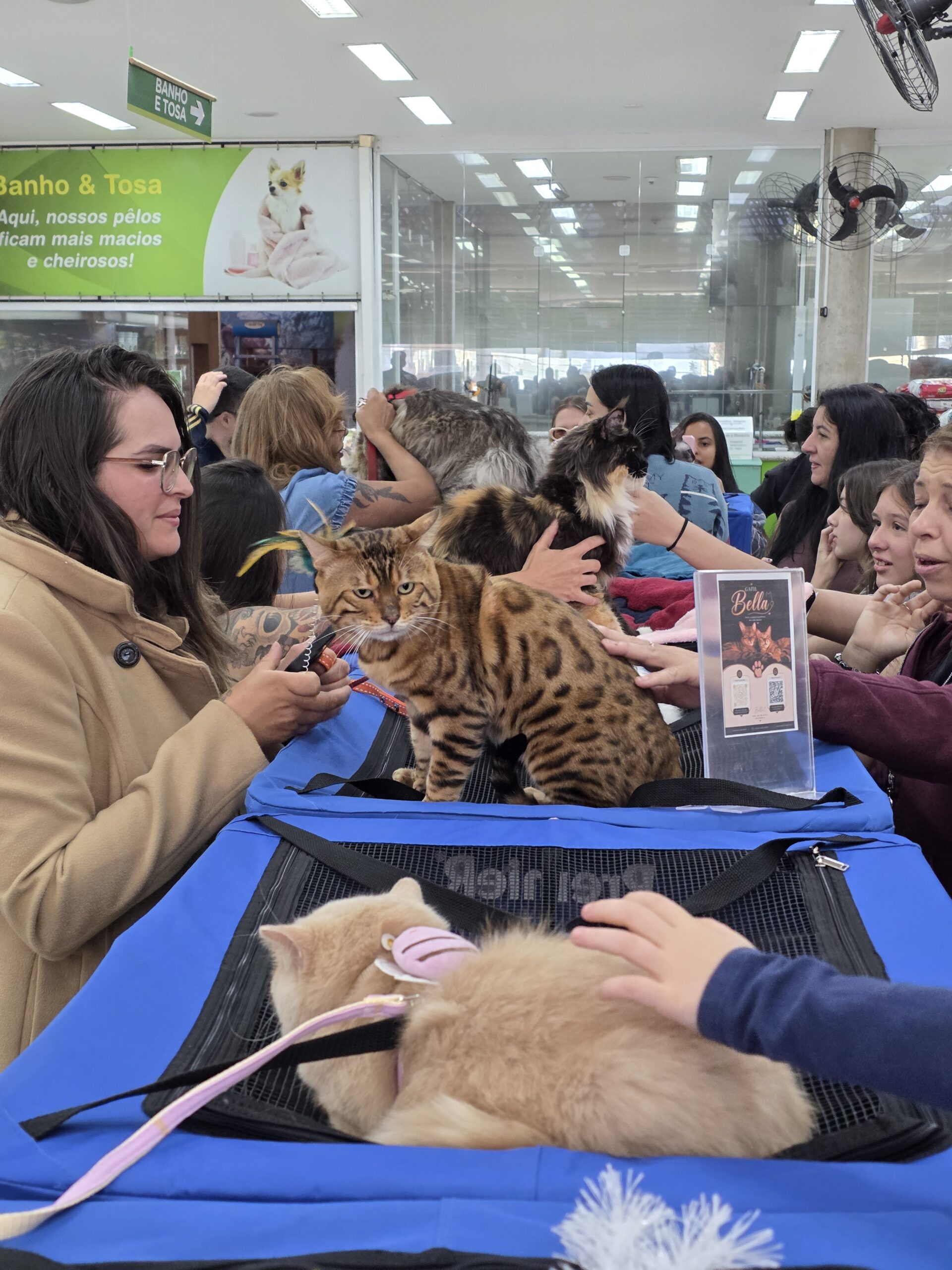 PAIXÃO POR GATOS REÚNE FAMÍLIAS EM NOVA EDIÇÃO DA MOSTRA DO DR. HATO