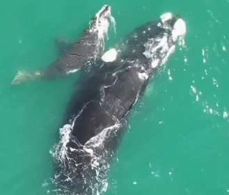 VÍDEO REGISTRA BALEIA-FRANCA E FILHOTE CRUZANDO O CANAL DE SÃO SEBASTIÃO