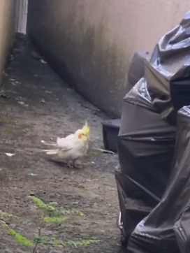 CALOPSITA É ENCONTRADA NA RUA UNIVERSAL, EM SÃO BERNARD