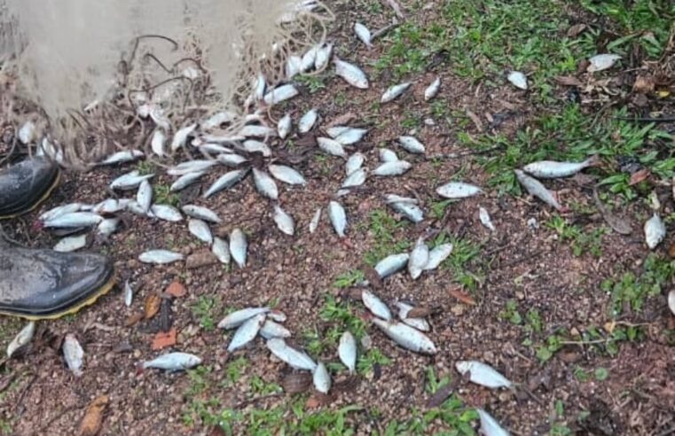 GUARDA AMBIENTAL APREENDE EMBARCAÇÕES, REDES IRREGULARES E 30 QUILOS DE PEIXES NA BILLINGS