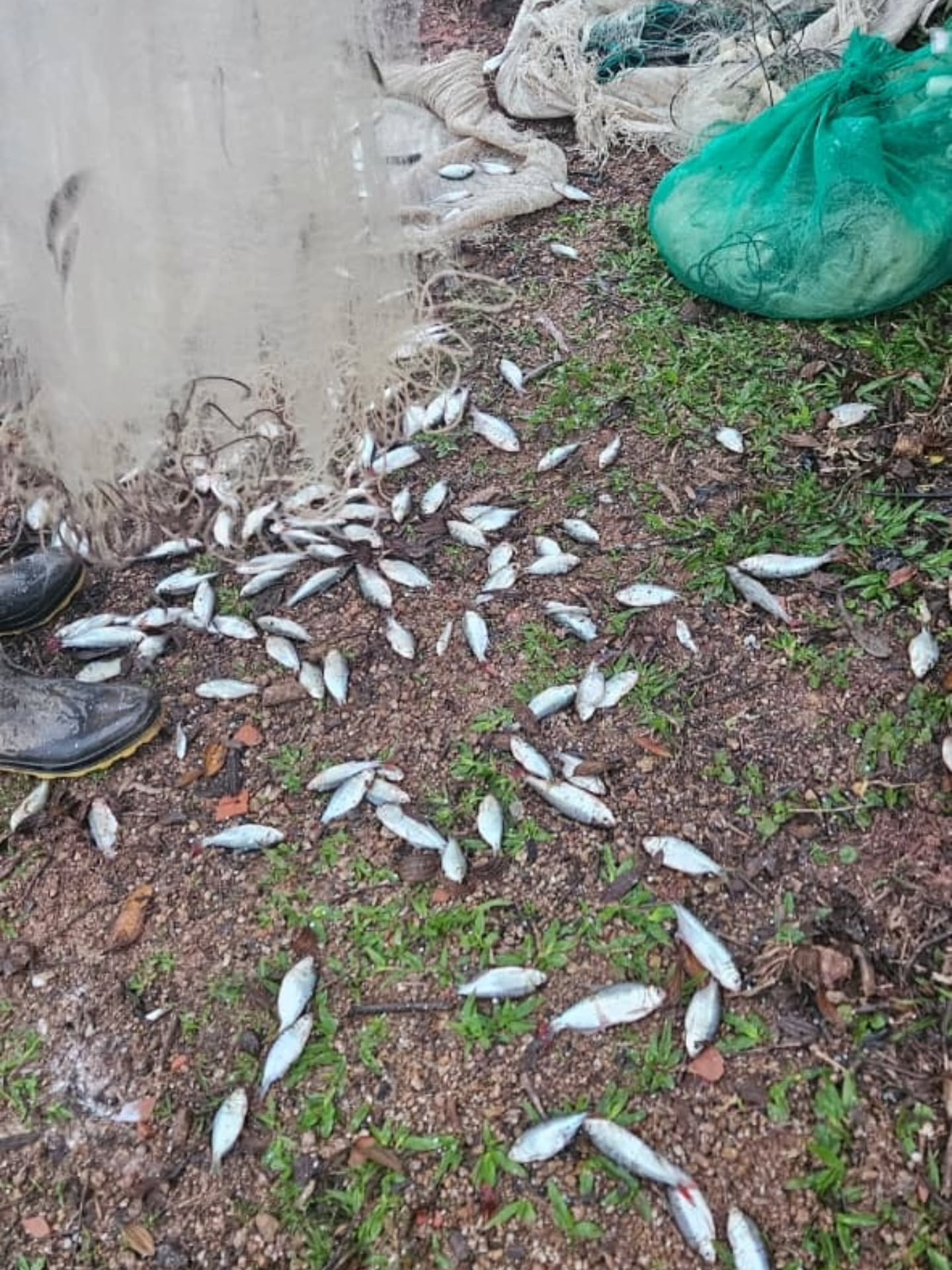 GUARDA AMBIENTAL APREENDE EMBARCAÇÕES, REDES IRREGULARES E 30 QUILOS DE PEIXES NA BILLINGS