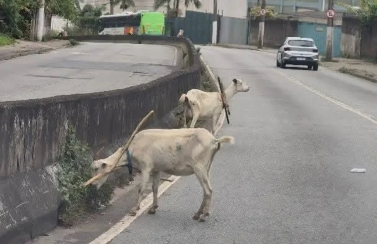 CABRAS SOLTAS NA VIA CHAMAM A ATENÇÃO DE MOTORISTAS NO DEMARCHI, EM SÃO BERNARDO