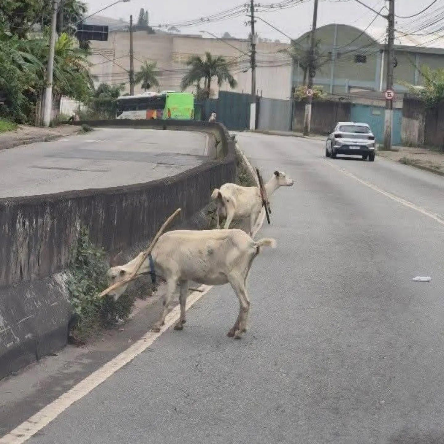 CABRAS SOLTAS NA VIA CHAMAM A ATENÇÃO DE MOTORISTAS NO DEMARCHI, EM SÃO BERNARDO