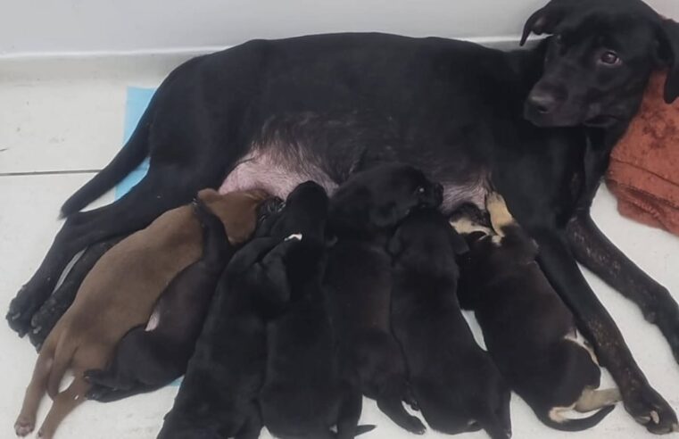 MÃE E SETE FILHOTES ABANDONADOS EM FRENTE AO CAPS FARINA SÃO RESGATADOS E EM BREVE PODERÃO SER ADOTADOS