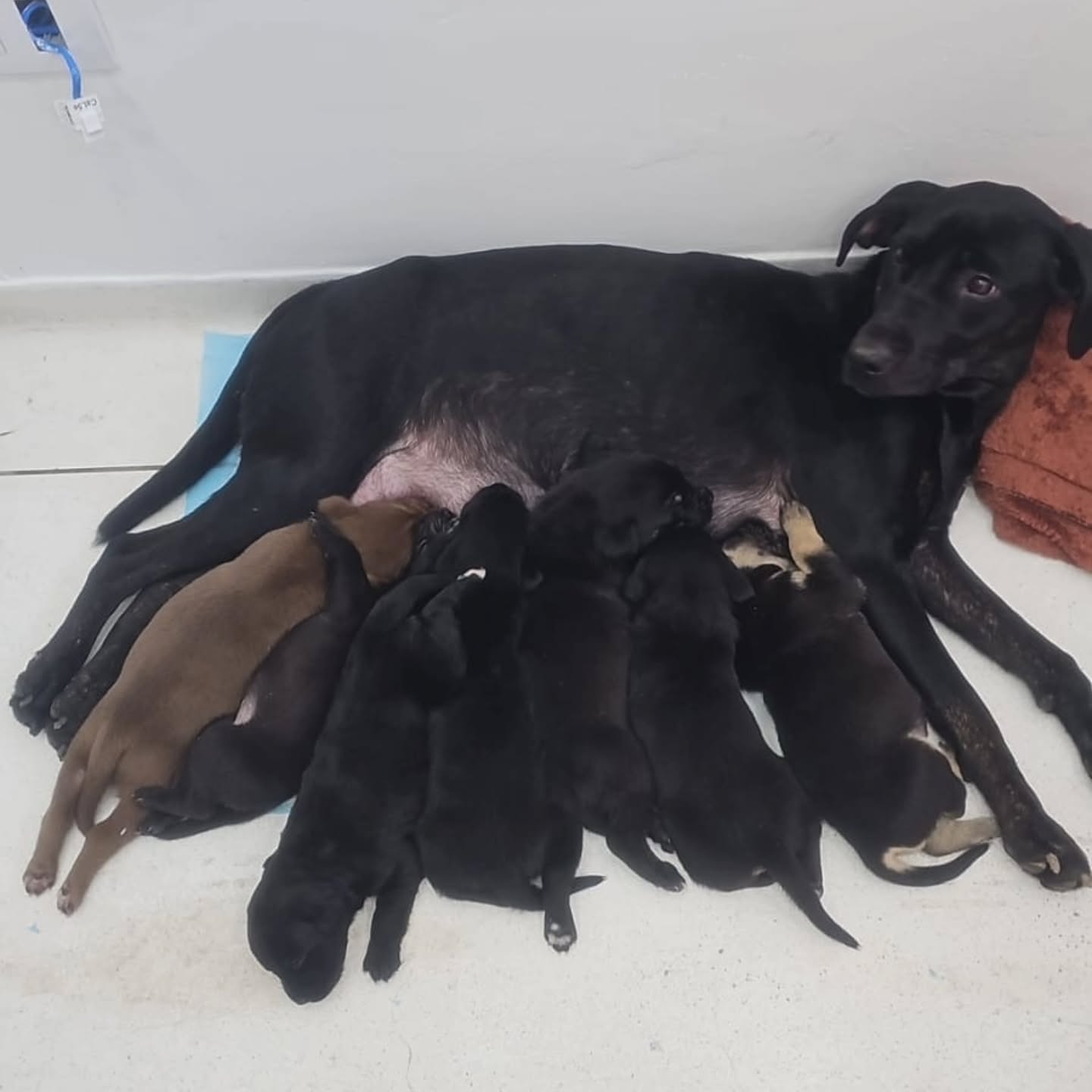 MÃE E SETE FILHOTES ABANDONADOS EM FRENTE AO CAPS FARINA SÃO RESGATADOS E EM BREVE PODERÃO SER ADOTADOS