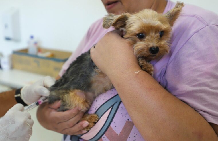DIADEMA ABRE CHAMAMENTO PÚBLICO PARA CASTRAÇÃO E VACINAÇÃO DE CÃES E GATOS